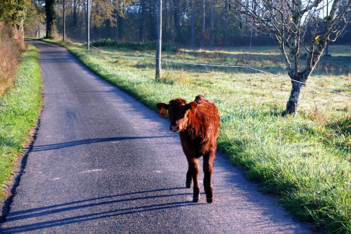 De weg naar gites de Labrot, wel altijd rustig rijden hoor, soms wandelt er nl. een kalfje van de buren op de weg!